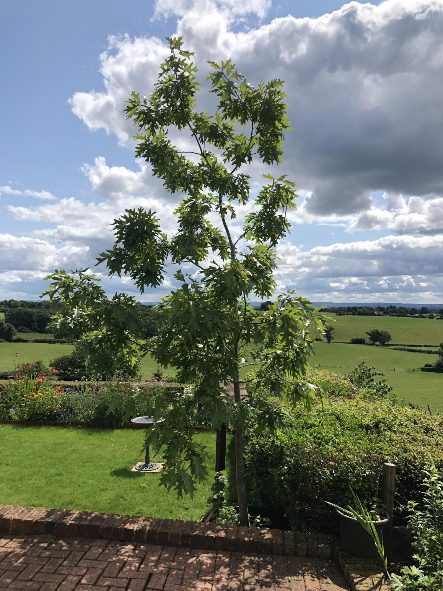 Betula Views Studio Newent Екстериор снимка
